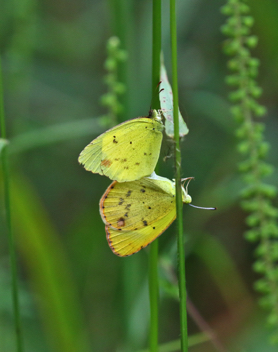 Little Yellow mating pair